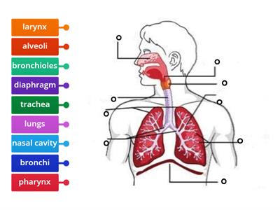 Label the parts of the respiratory system