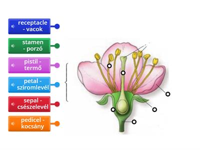 Parts of the flower