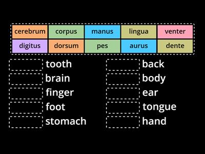 Latin anatomy 1