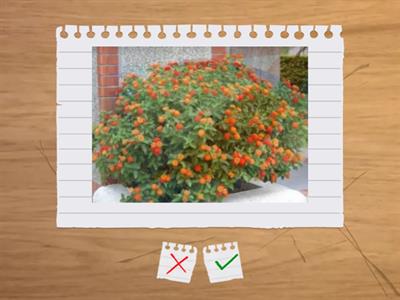 造園丙級植物識別