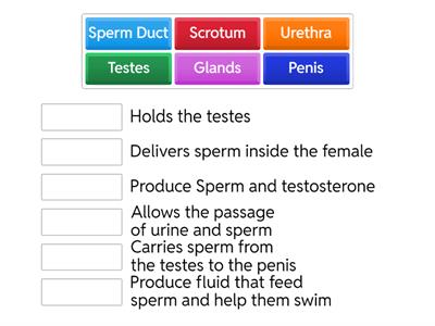 Male Reproductive Functions JC