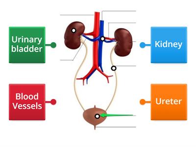 Label Excretory System