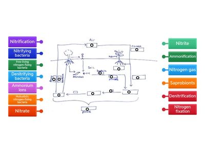 Nitrogen cycle A level