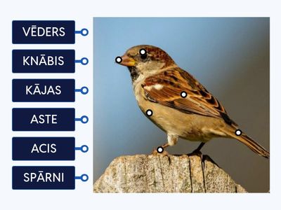 Putna ķermeņa uzbūve