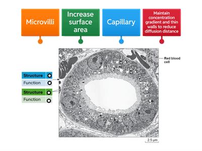 Kidney - proximal convoluted tubule