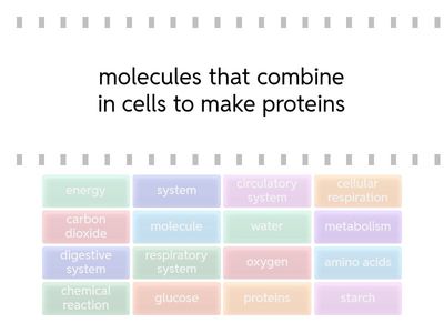 Amplify Metabolism Vocabulary Words