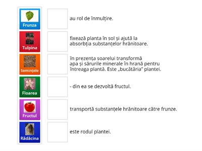 Părțile componente ale unei plante și rolul lor