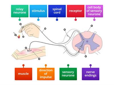 reflex arc - labelling