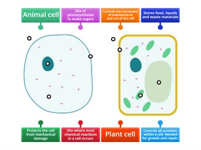 Animal and plant cell (level 2)