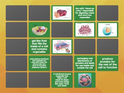 Animal Cell Organelles Functions