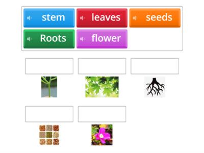 Parts of a plant