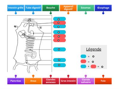 L'appareil digestif de la souris