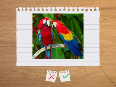 Cara Pembiakan Haiwan