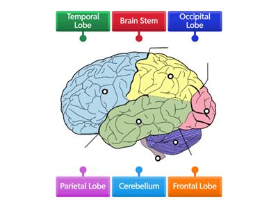 Parts of the Brain