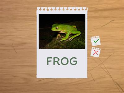 JUNGLE ANIMALS SPEAKING