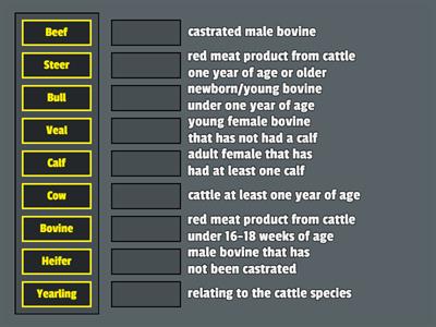 Beef Cattle Vocabulary