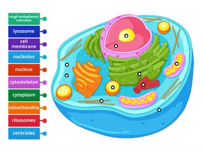 Label the animal cell