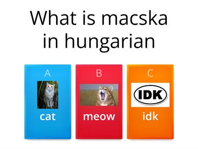 cat quiz