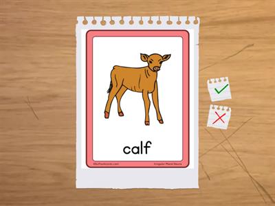 EF Elementary: Plurals