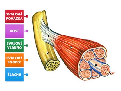 Polina - stavba kosterního svalu