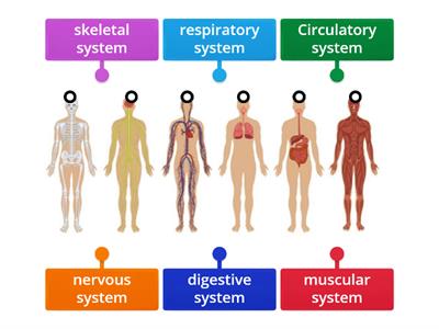 Label human system