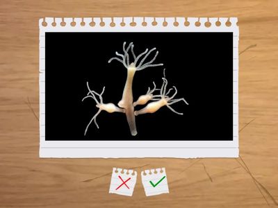 стрекающие