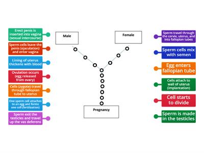 Steps of Reproduction