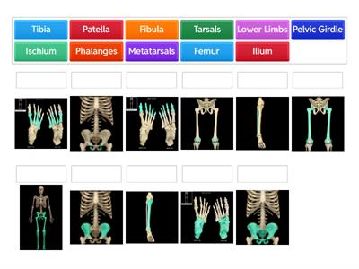 Appendicular Skeleton - Lower Limbs 