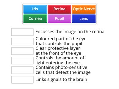 Eye parts and function match up