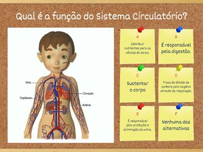 Sistema Circulatório