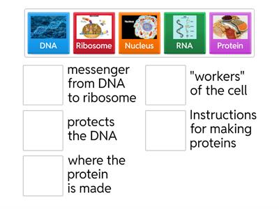Protein Synthesis