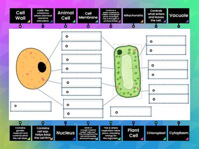 Label a plant and animal cell and their functions