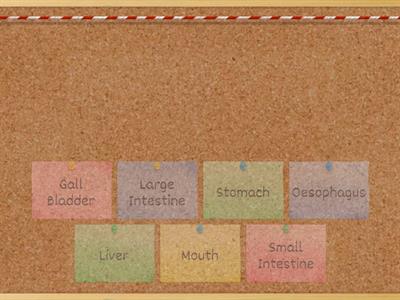 The digestive System