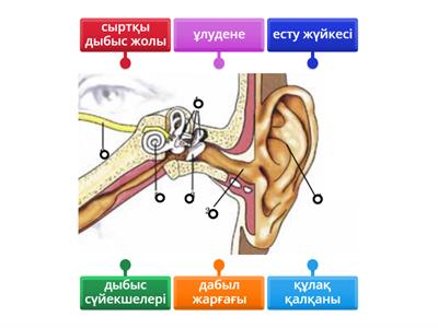 Секс видео сперму в қынапта және жалады