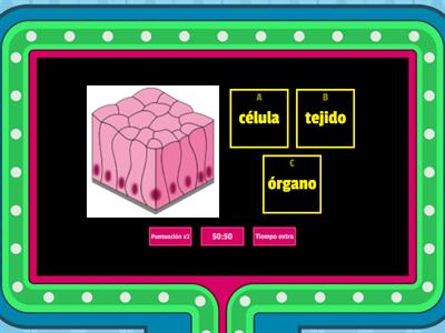  Identificación  (niveles de organización)