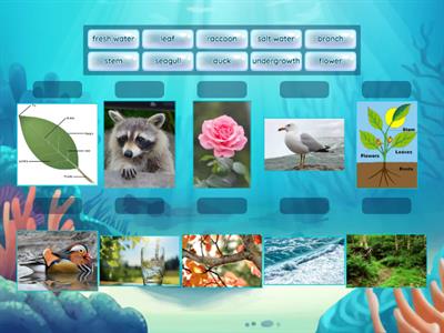 ESL 3 Animals and Habitats