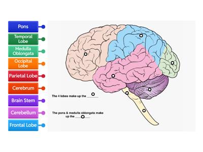 Lobes of Brain- Diagram
