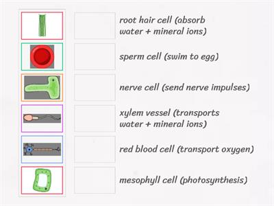 Specialised cells