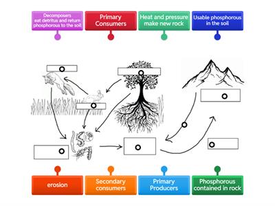 Phosporus Cycle Labeling