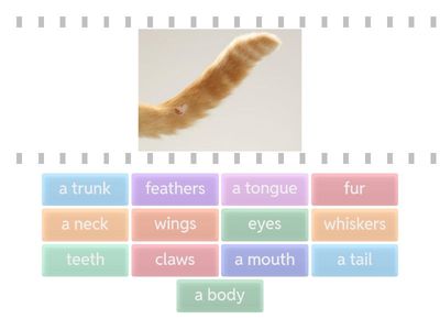 RS A4 Animal body parts 