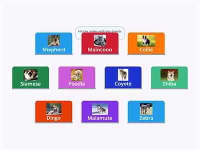 Pet Dog Breeds