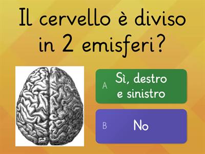 Quiz sul corpo umano 