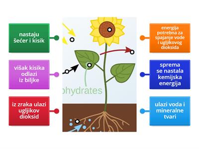 FOTOSINTEZA - 5. razred PRIRODA