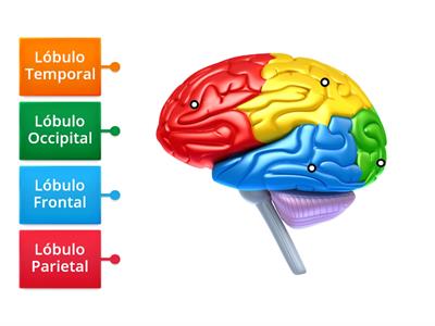 Lóbulos cerebrales