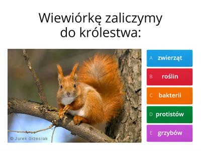 Powtórzenie wiadomości- kl.5- klasyfikacja, wirusy, bakterie, grzyby