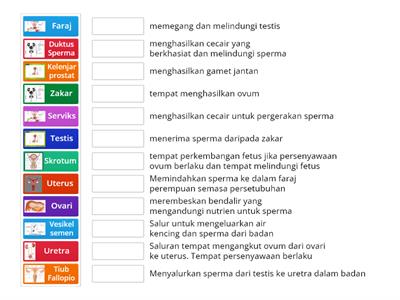 4.2 Fungsi Organ Pembiakan Manusia 