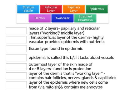 Review: Vocabulary 1- Integumentary System