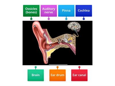 Parts of the Ear