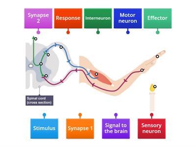 Activity 6- Nervous System - Spinal Reflex