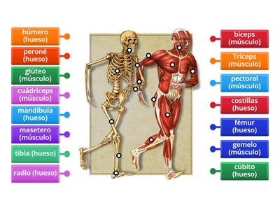 Huesos y músculos by Cristina Pérez (PT)